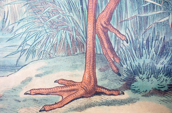 Affiche ''cigogne'' lithographie Karl Jansky Böhmen 1897