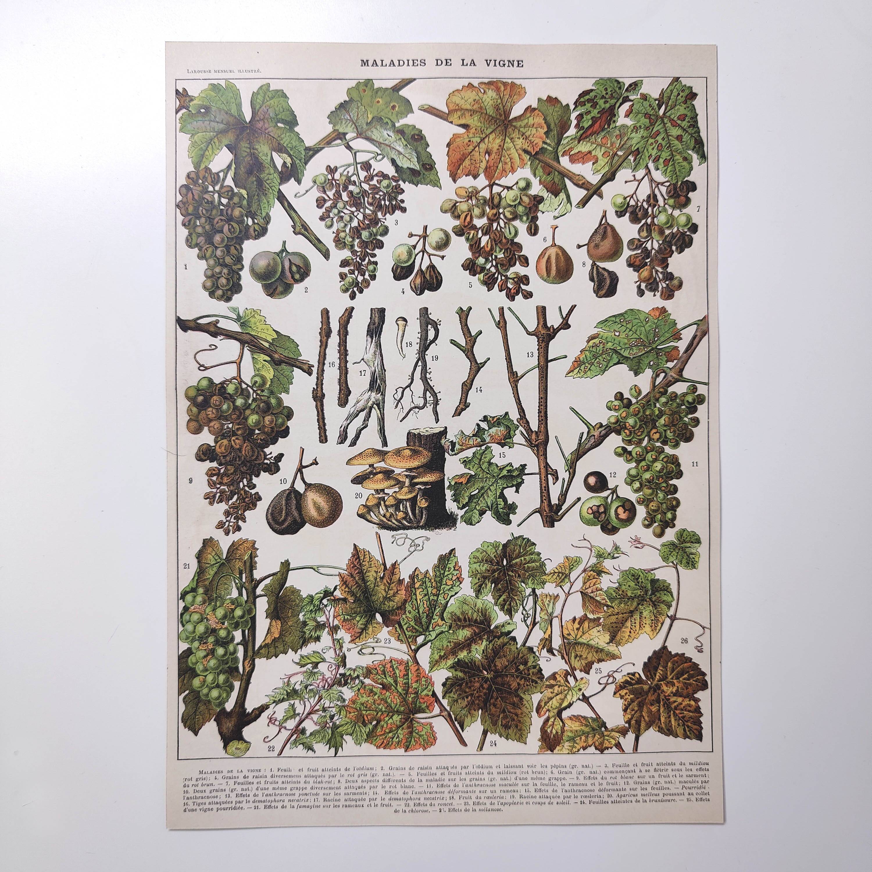 Lot of two lithographed plates on vine diseases 1900