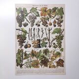 Lot of two lithographed plates on vine diseases 1900