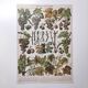 Lot deux Planches lithographies sur les maladies de la vigne 1900