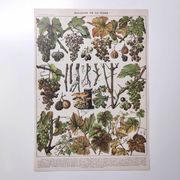 Lot deux Planches lithographies sur les maladies de la vigne 1900