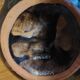 Paire de cassolettes en terre cuite vernissée Alsace
