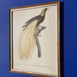 Bird Illustration