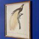 Bird Illustration