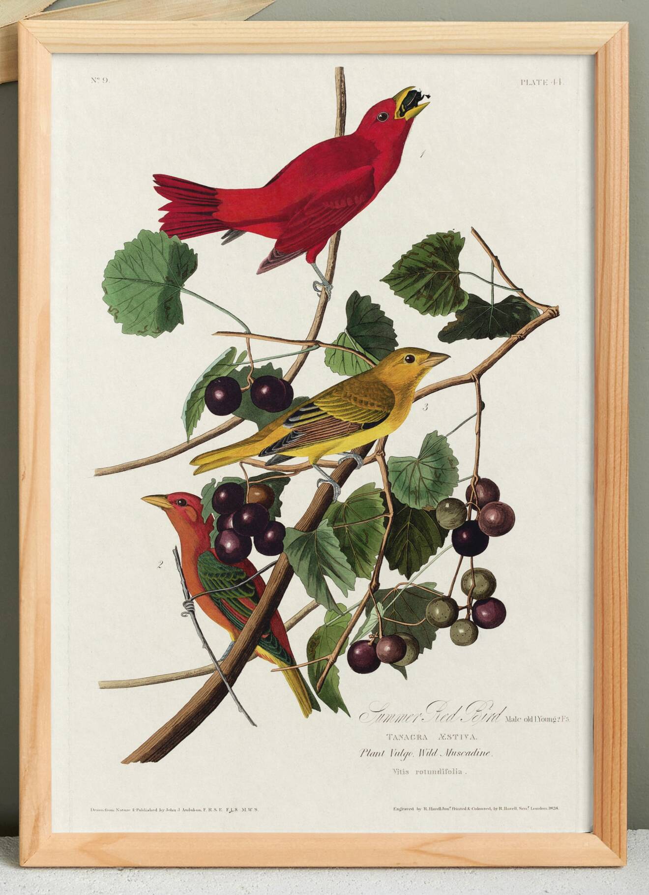 Poster about the Scarlet Tanager, based on an old engraving from 1827.