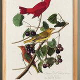 Poster about the Scarlet Tanager, based on an old engraving from 1827.