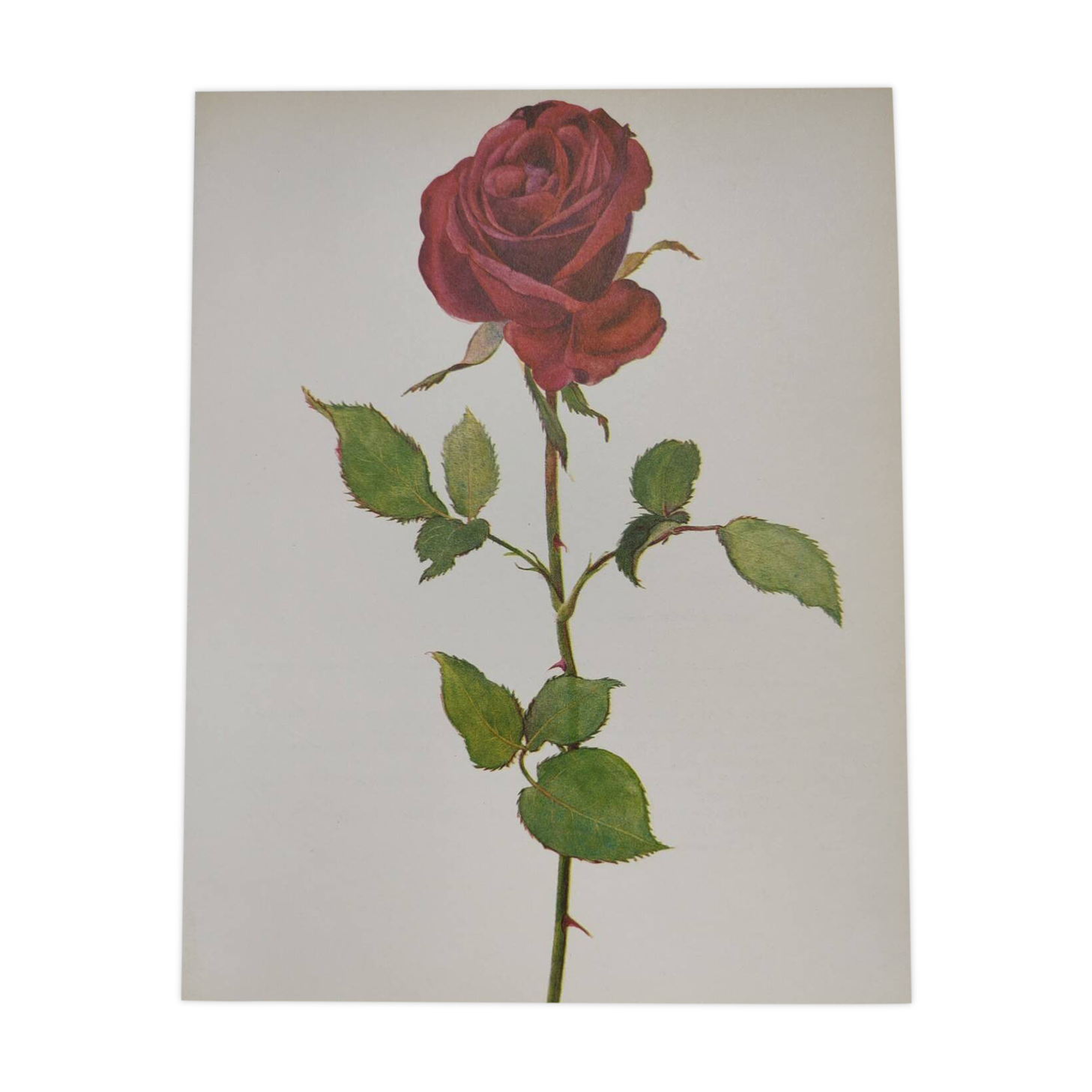 Botanical print from 1968 Crimson King - Vintage flower and rose illustration