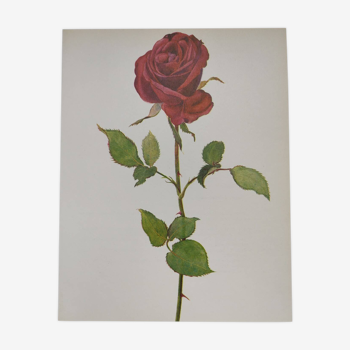 Botanical print from 1968 Crimson King - Vintage flower and rose illustration