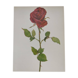 Botanical print from 1968 Crimson King - Vintage flower and rose illustration