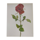 Botanical print from 1968 Crimson King - Vintage flower and rose illustration