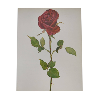 Planche botanique de 1968 Crimson King - Illustration Vintage fleur et rose