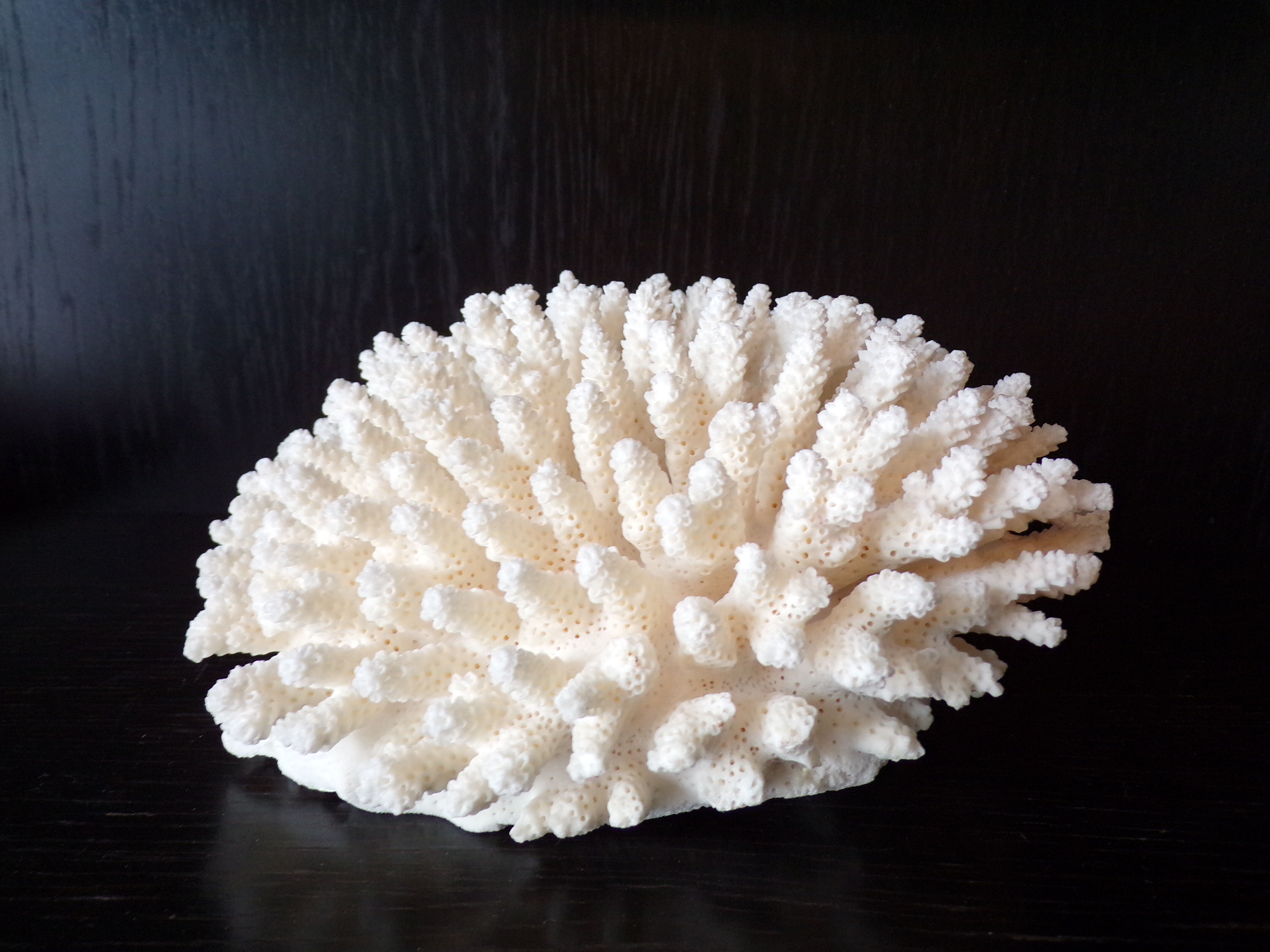 White coral
