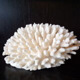 White coral