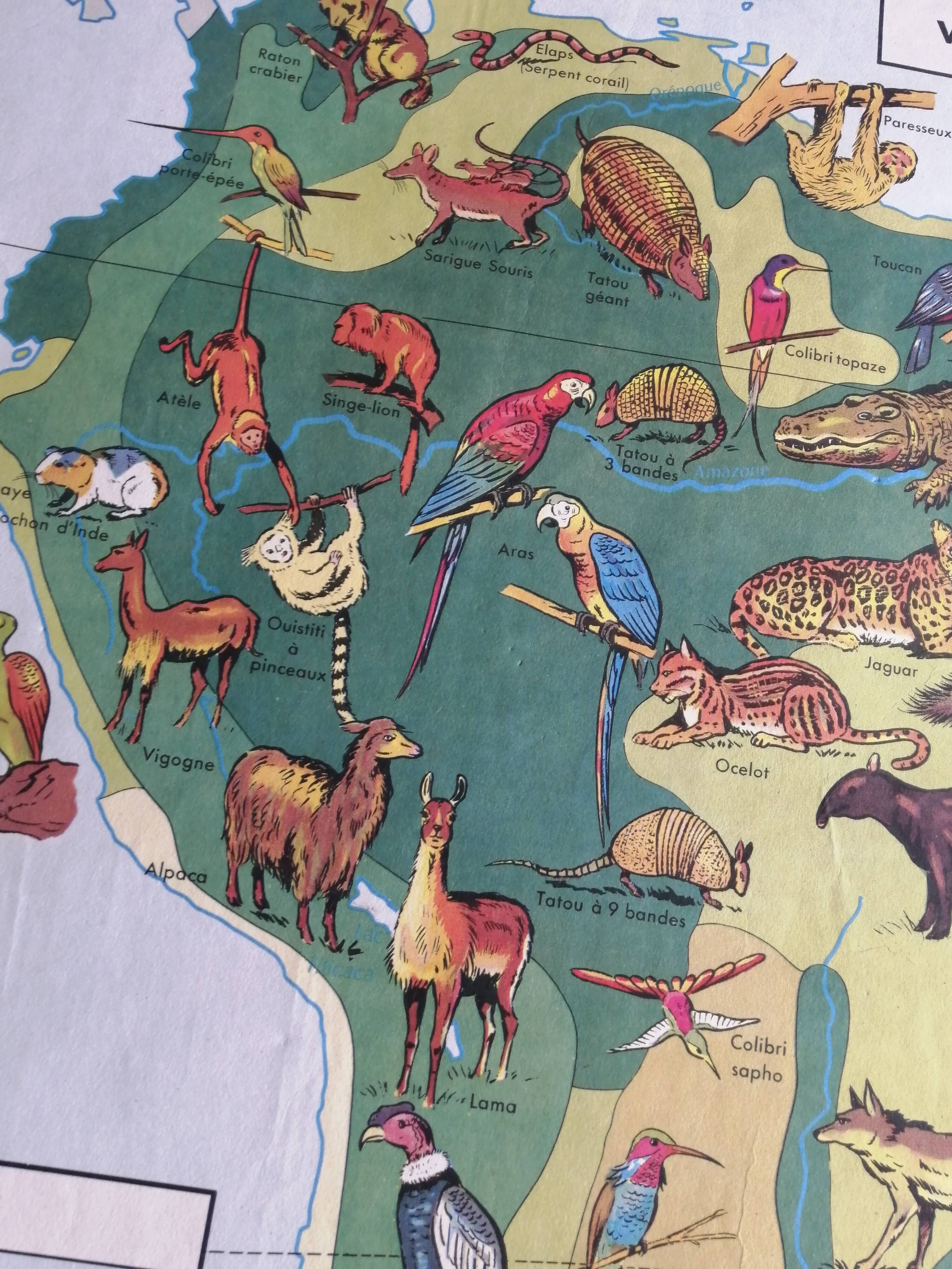 MDI school map: SOUTH AMERICA - OCEANIA fauna vegetation.