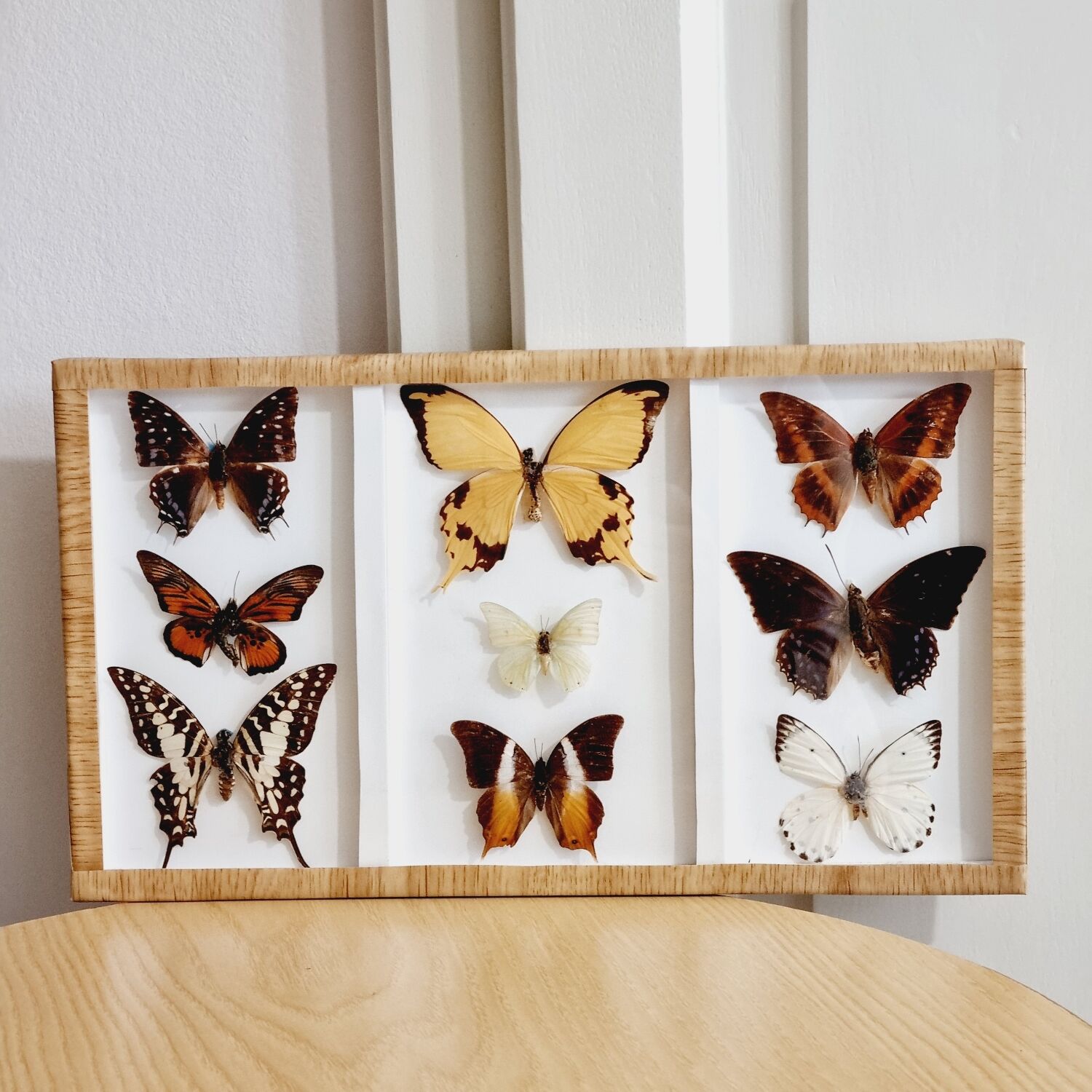 Frame 9 butterflies naturalized Congo 1984