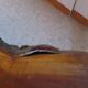 Tripod coffee table - solid okoumé wood - organic shape - brutalist style
