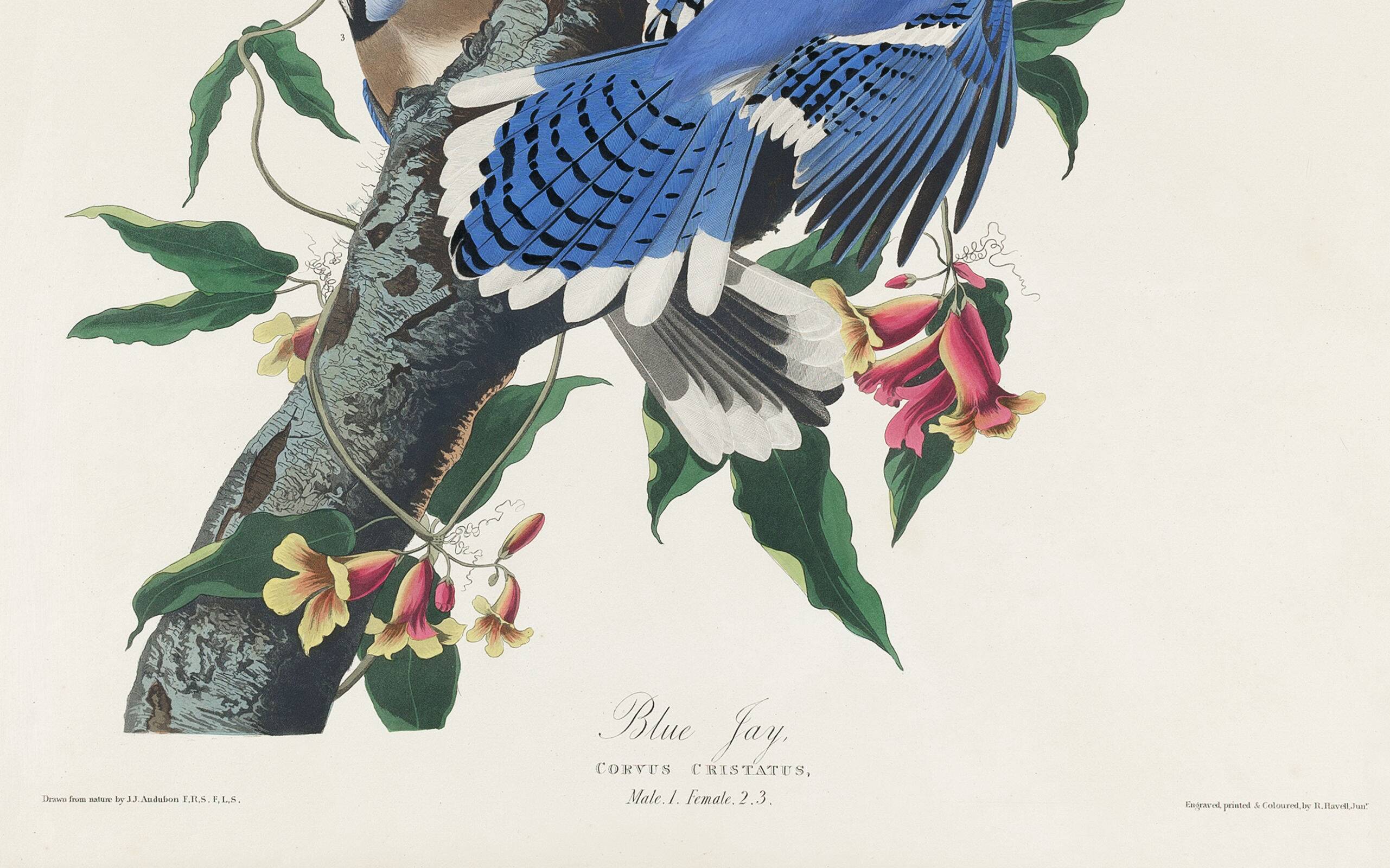 Poster about the Blue Jay, based on an old engraving from 1827.