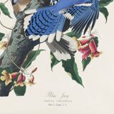 Poster about the Blue Jay, based on an old engraving from 1827.
