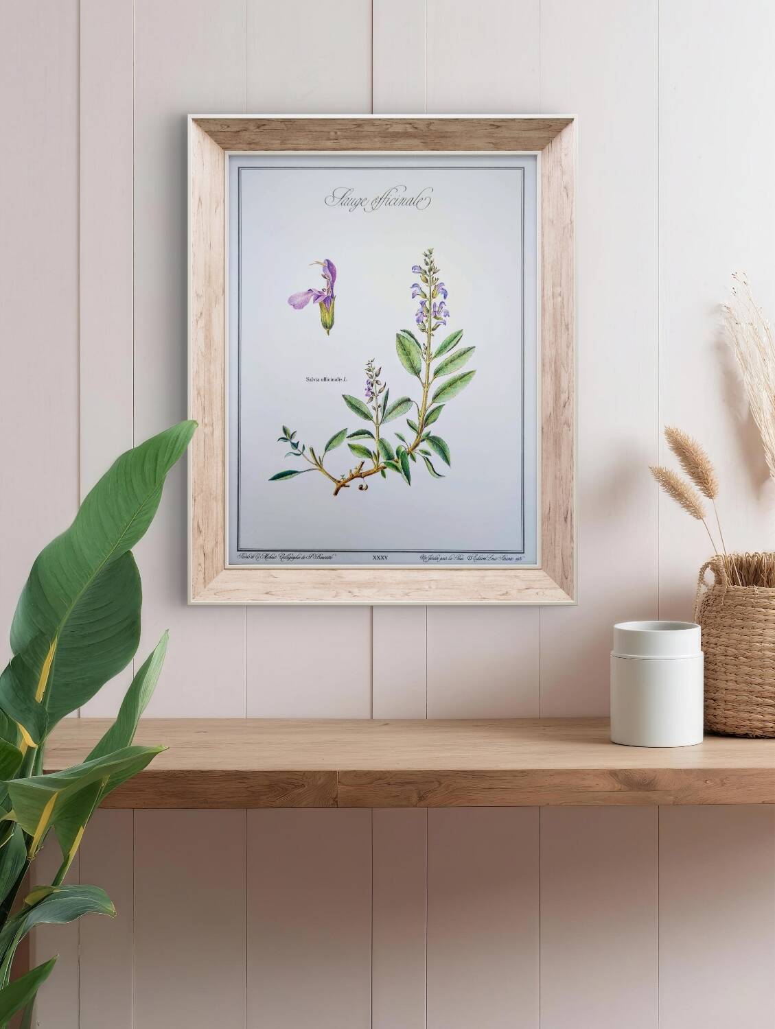 Printed in 1986, the Sage. Vintage Botany.