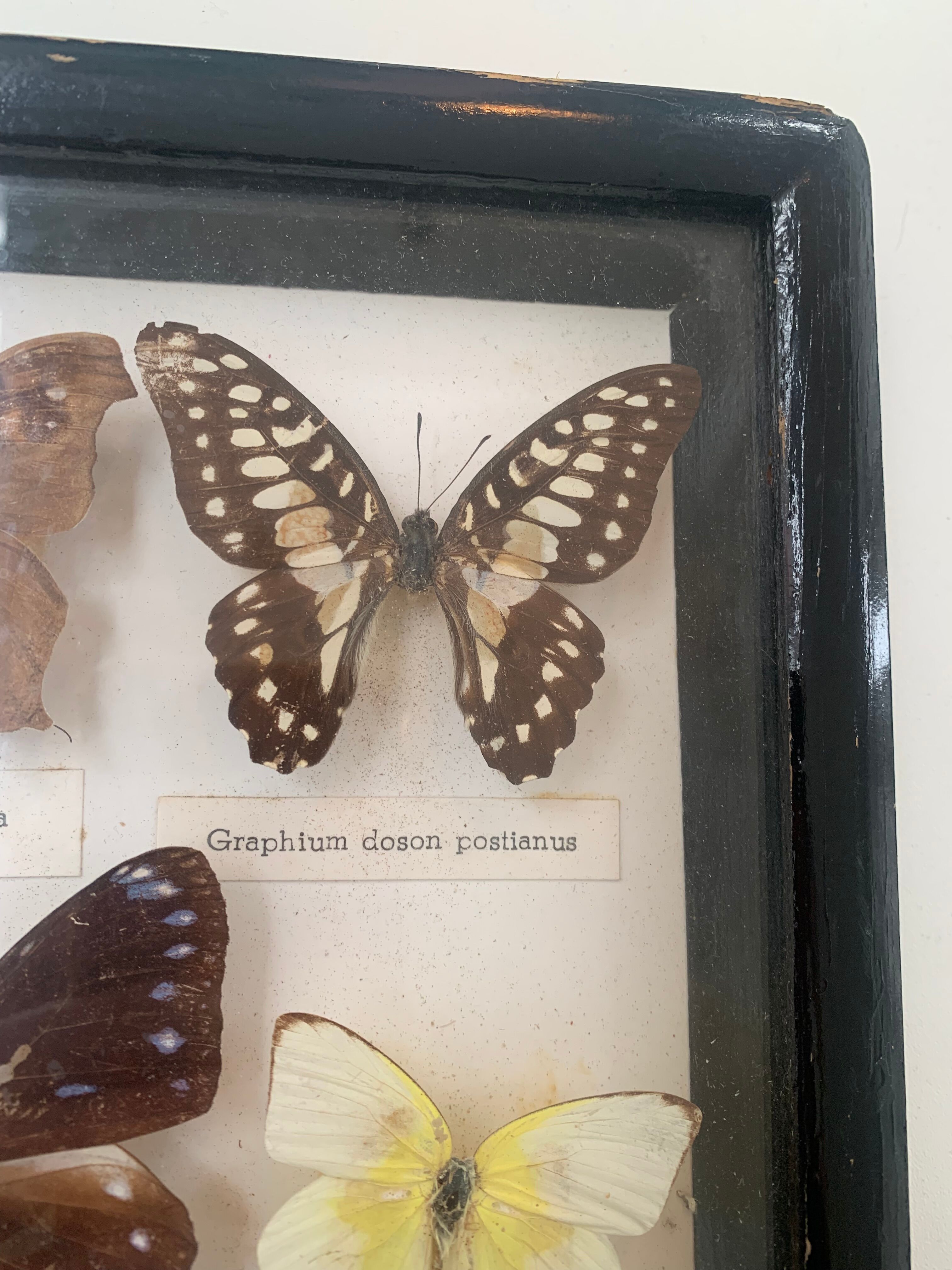 Cadre vintage de papillons, taxidermie