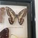 Cadre vintage de papillons, taxidermie
