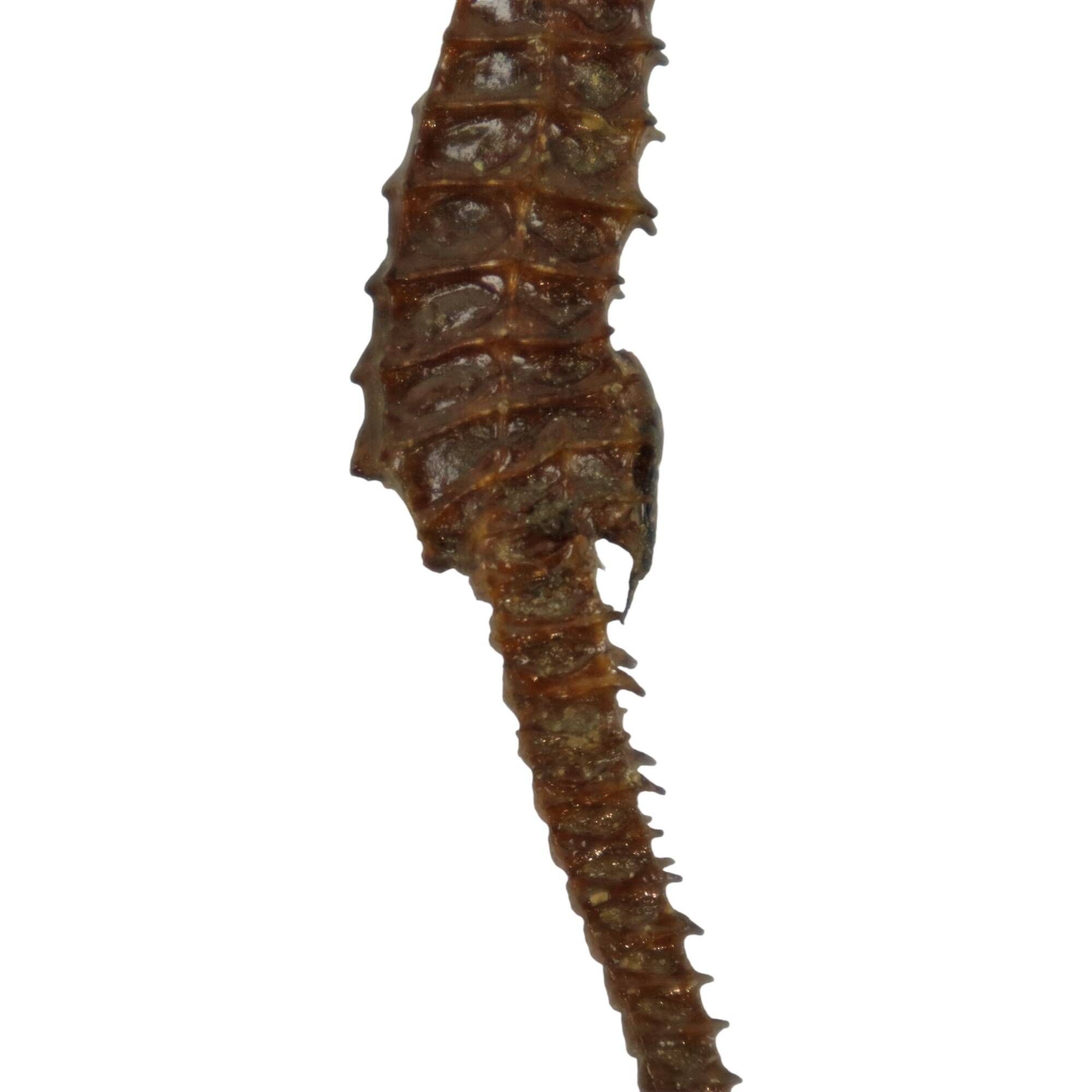 Seahorse taxidermy skeleton dehydrated hippocampus rare collector's item