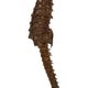 Seahorse taxidermy skeleton dehydrated hippocampus rare collector's item