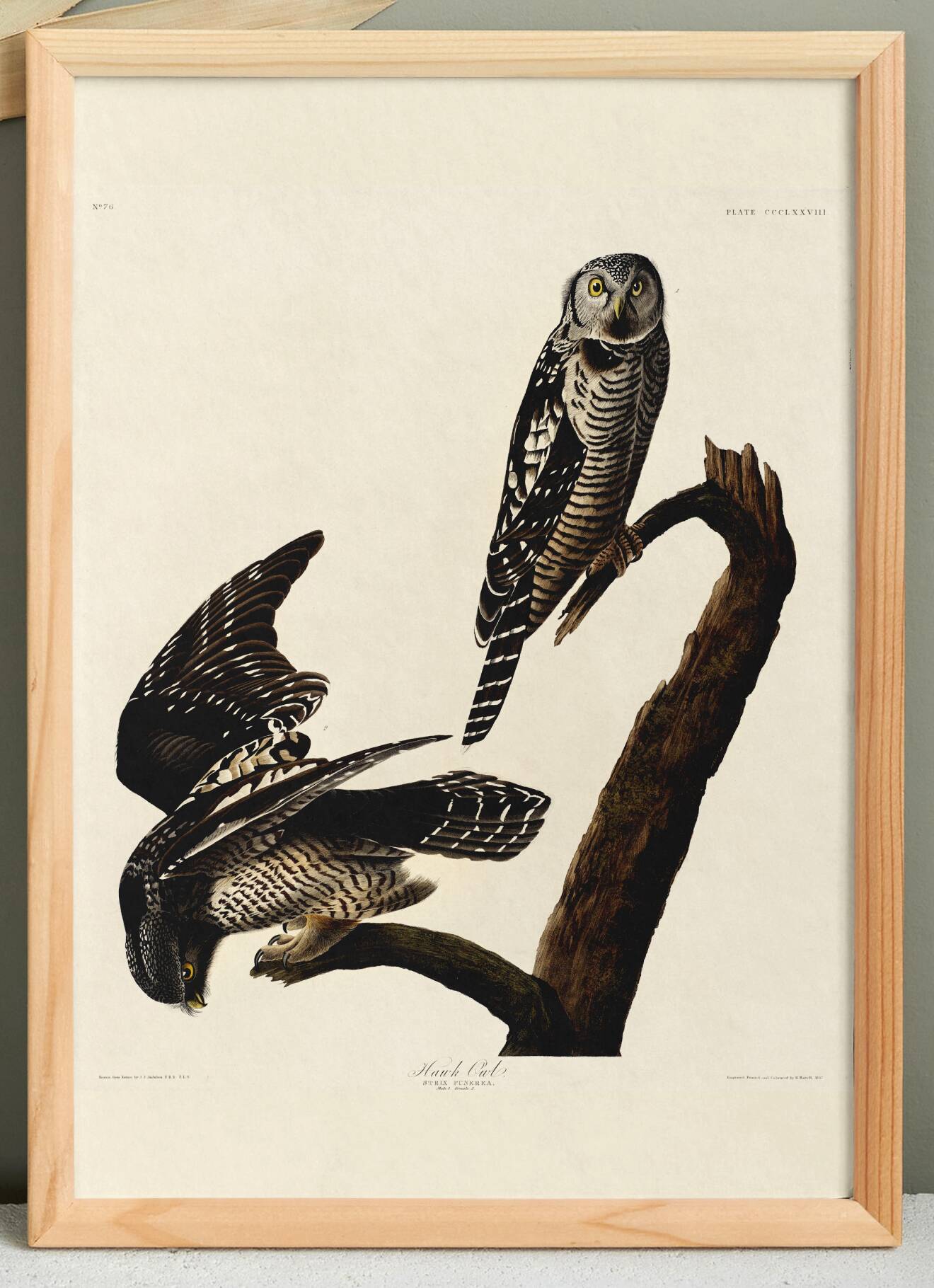 Poster about the Hawk Owl, based on an old engraving from 1827.