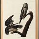 Poster about the Hawk Owl, based on an old engraving from 1827.