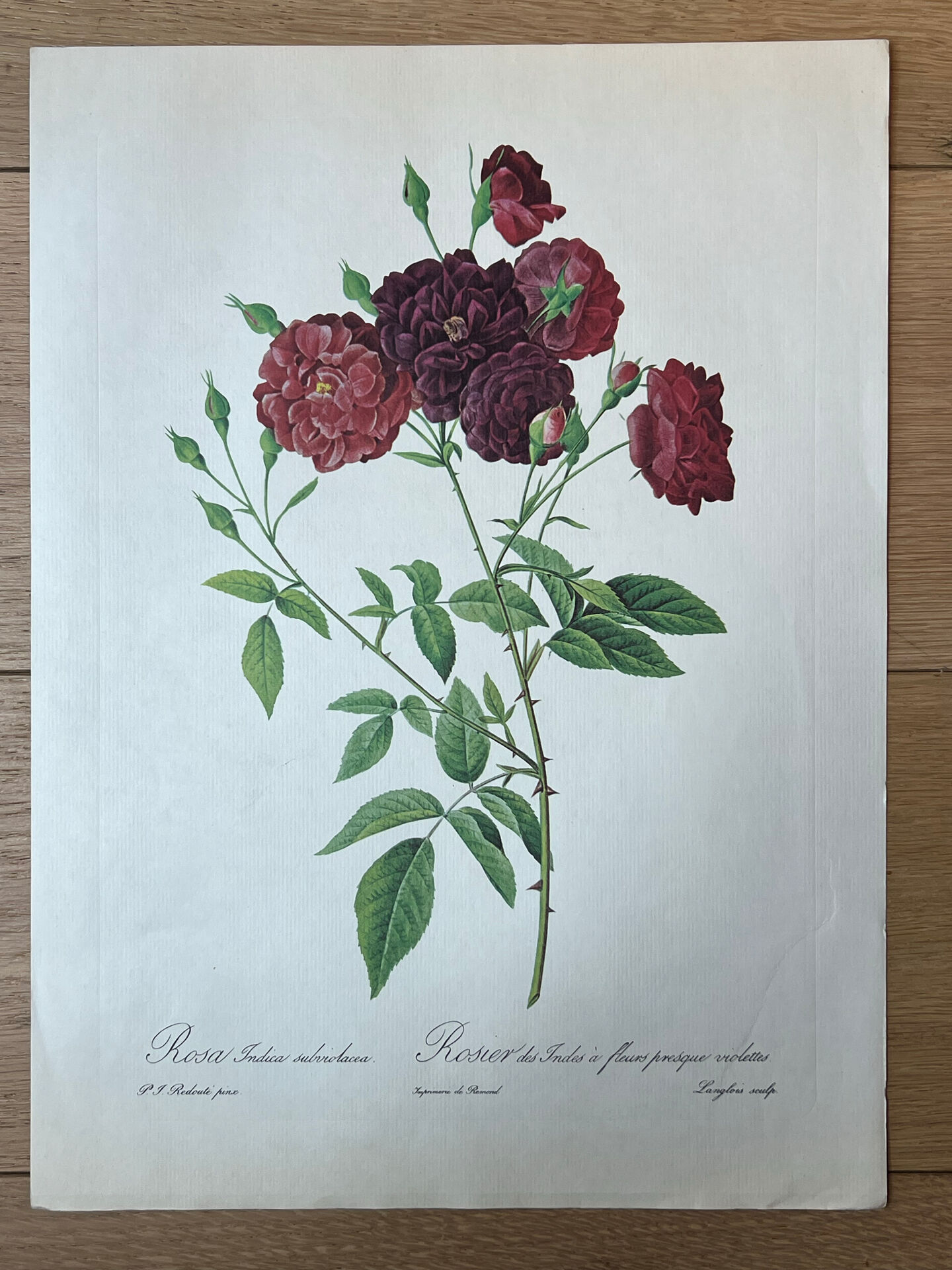 Planche botanique Rosier des Indes 40,4x29,9