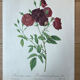 Planche botanique Rosier des Indes 40,4x29,9