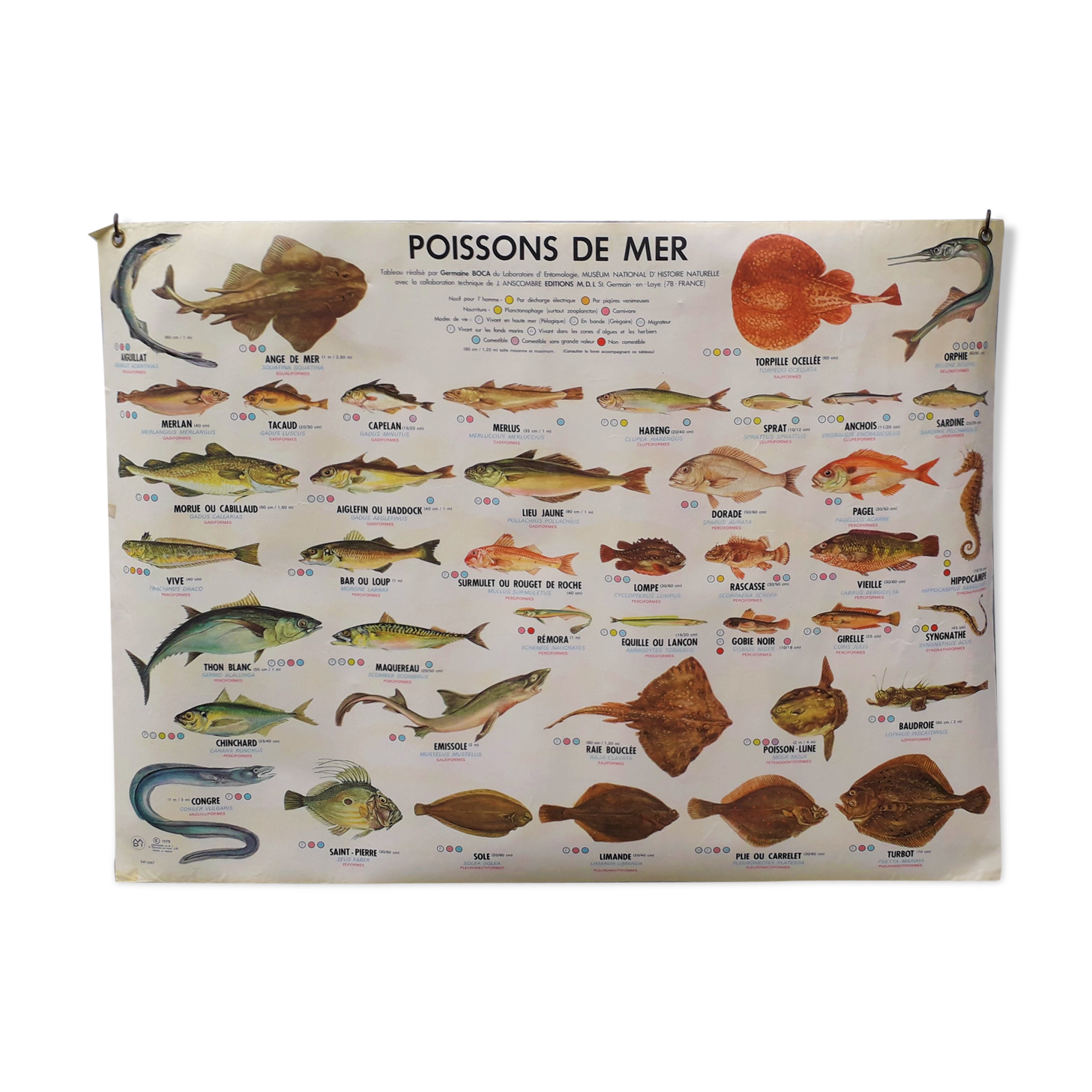 School poster MDI sea fish/freshwater fish 1975