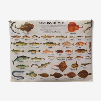 Affiche scolaire mdi poissons de mer /poissons d'eau douce 1975