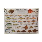 School poster MDI sea fish/freshwater fish 1975