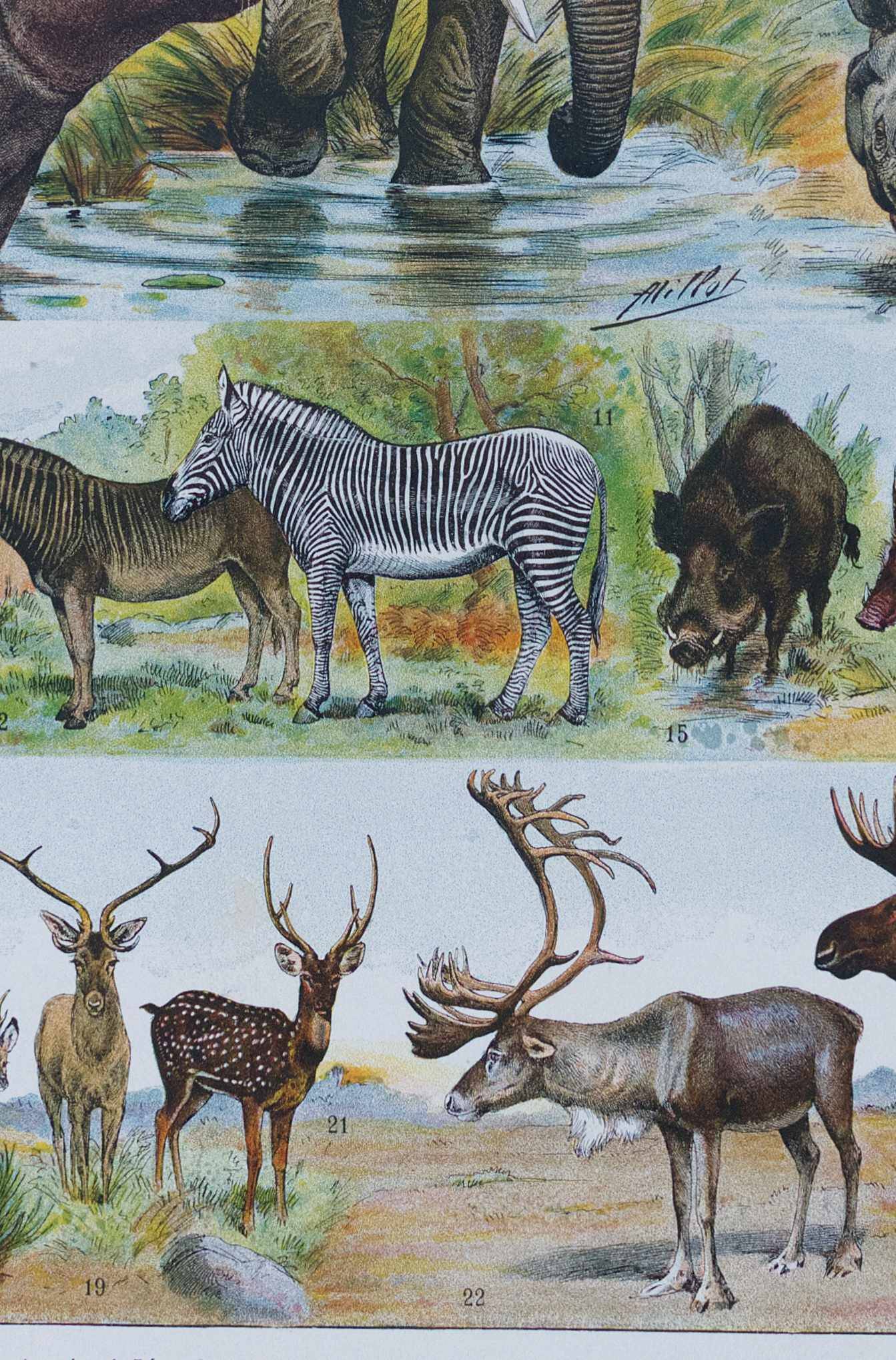 Original plate from 1930: exotic and wild mammals, biodiversity