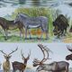 Original plate from 1930: exotic and wild mammals, biodiversity