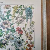 Printed in 1905, the flowers of trees and shrubs