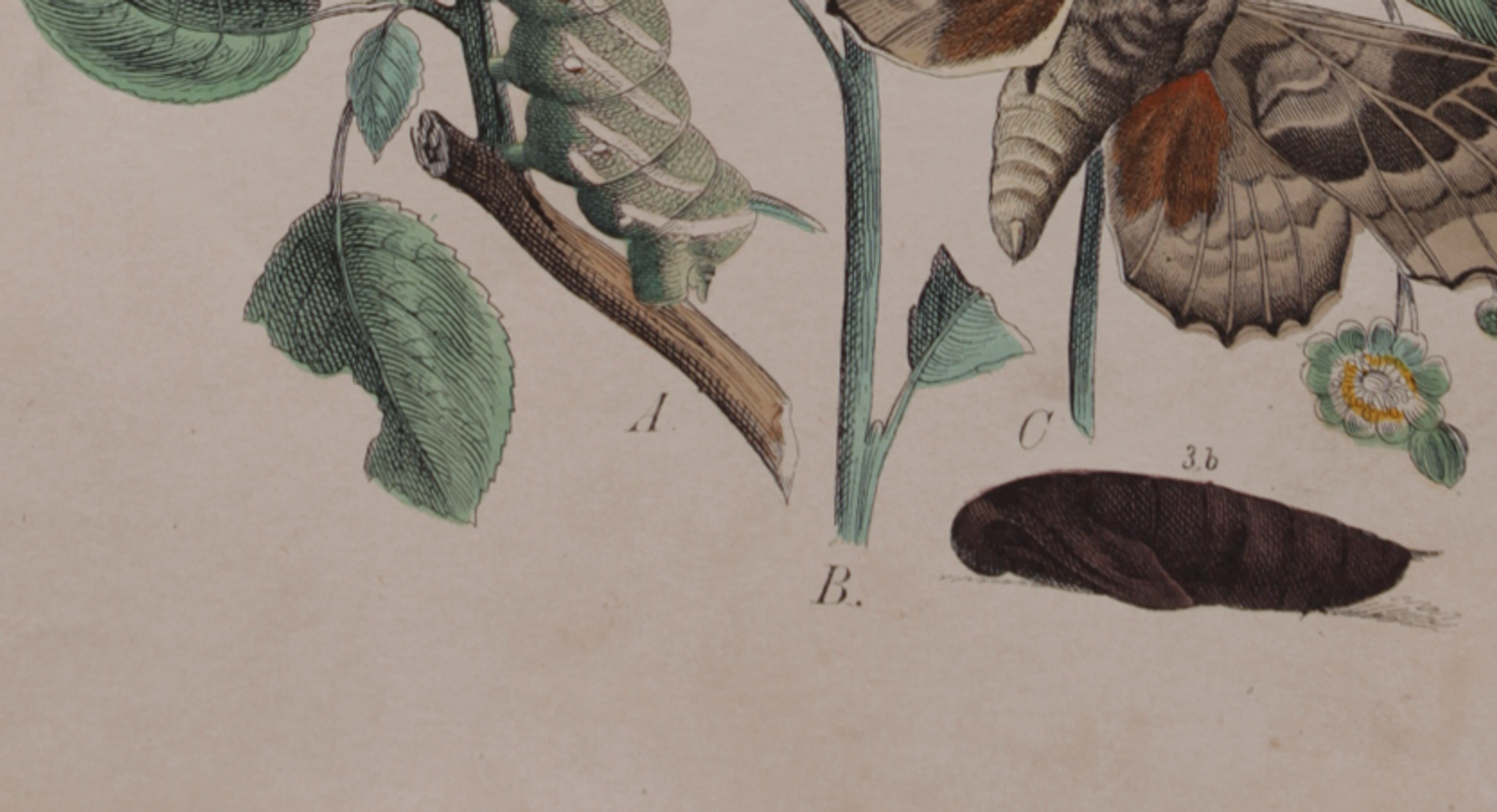 Illustration gravure animal vintage 1850