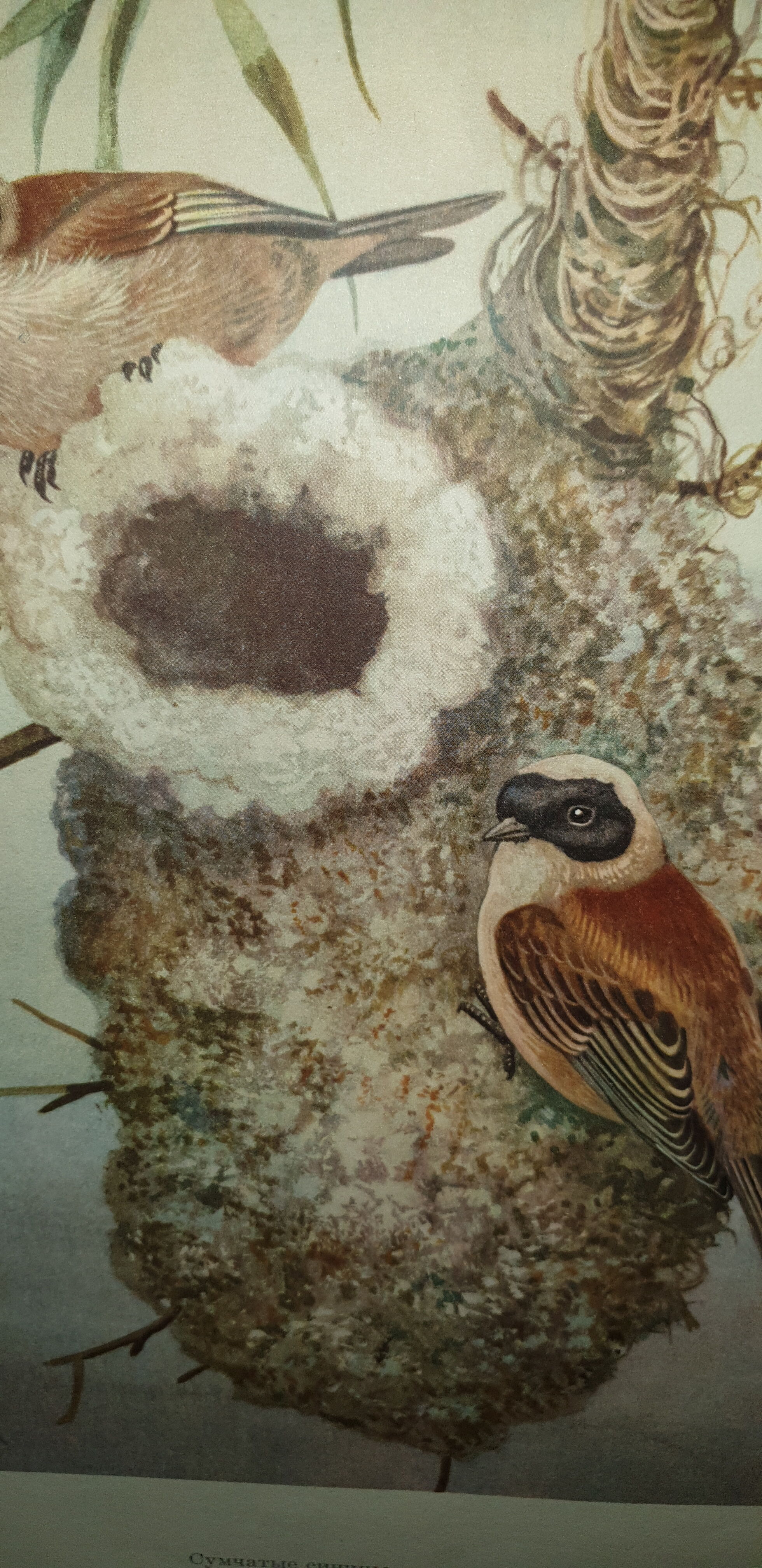 Ornithological engraving