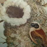 Ornithological engraving