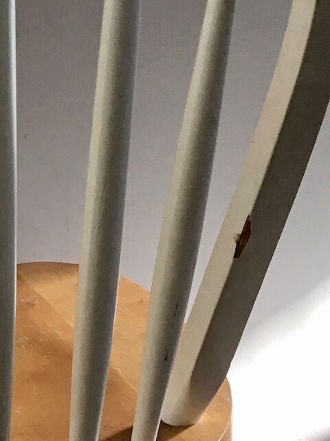 Pair of vintage Ercol style chairs