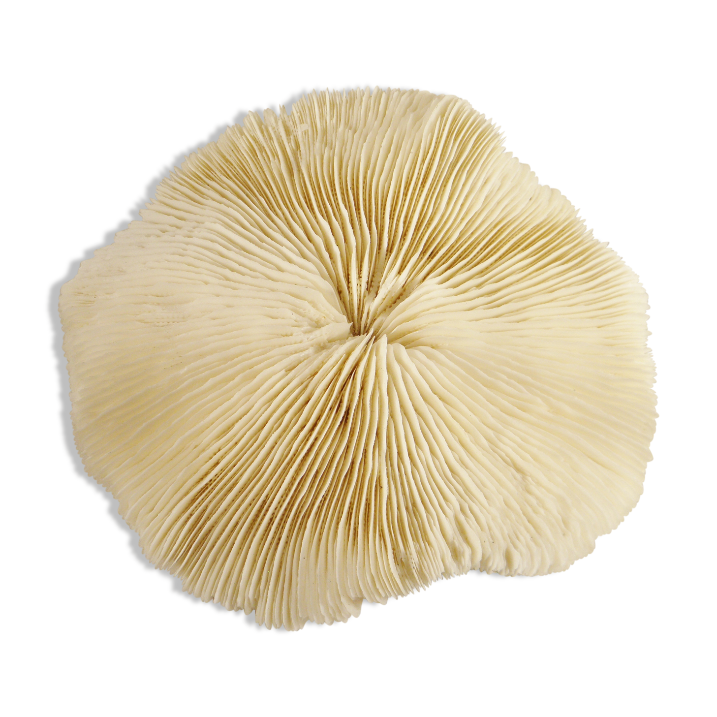 White coral 17 x 17 cm