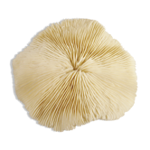 Corail blanc 17 x 17 cm