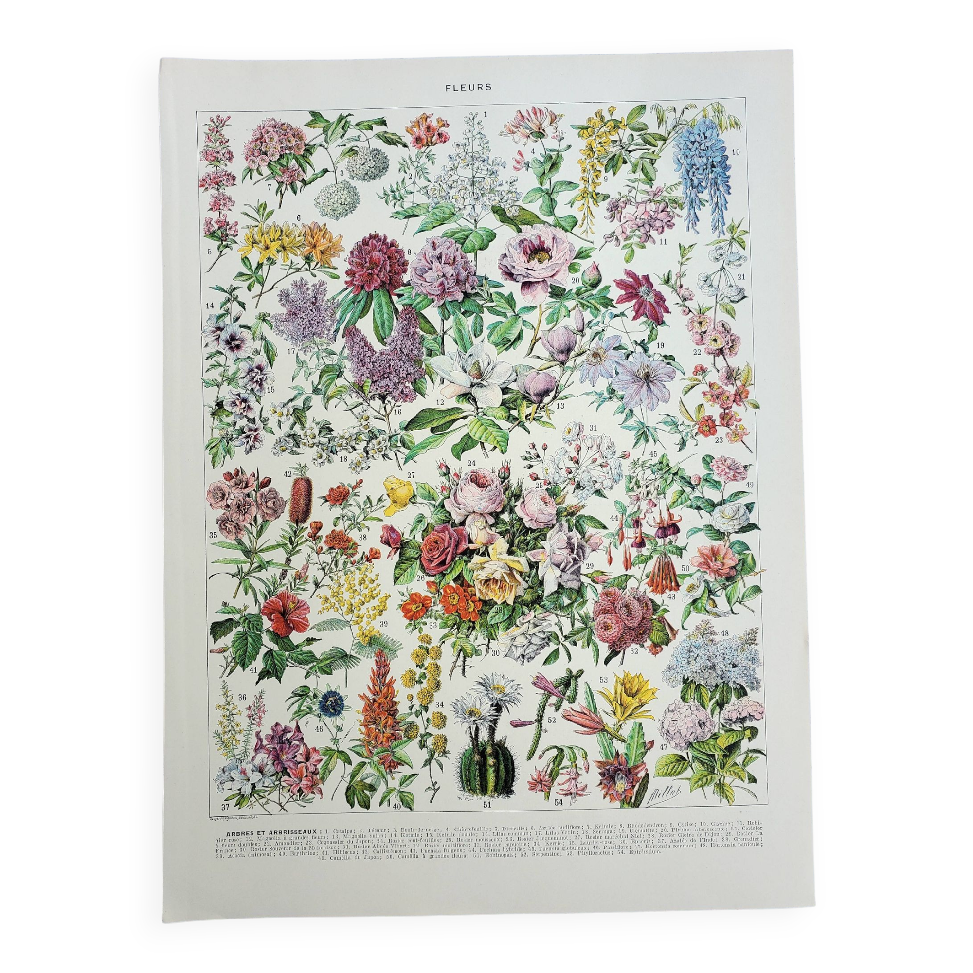 Old engraving 1928, Flower 2, plant, flowerbed, horticulture • Lithograph, Original plate
