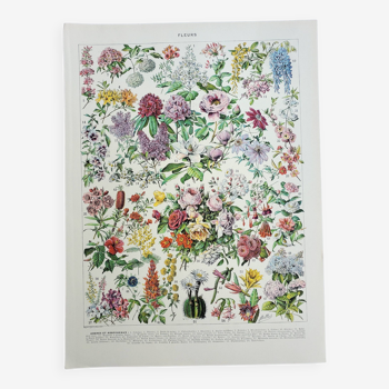 Gravure ancienne 1928, Fleur 2, plante, parterre, horticulture • Lithographie, Planche originale