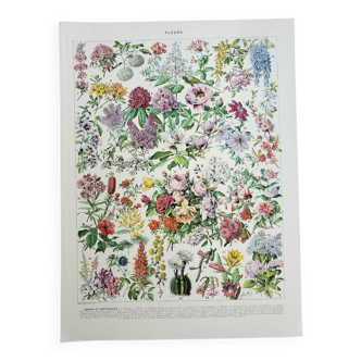 Gravure ancienne 1928, Fleur 2, plante, parterre, horticulture • Lithographie, Planche originale