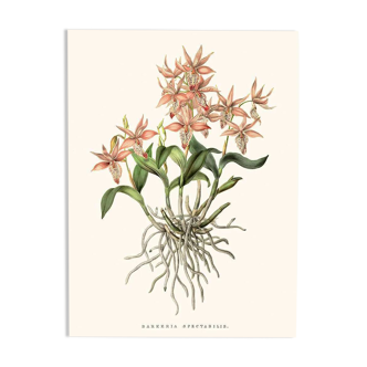 Vintage botanical illustration of Barkeria Spectabilis orchid.