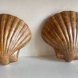 Shell wall enameled by aljezur