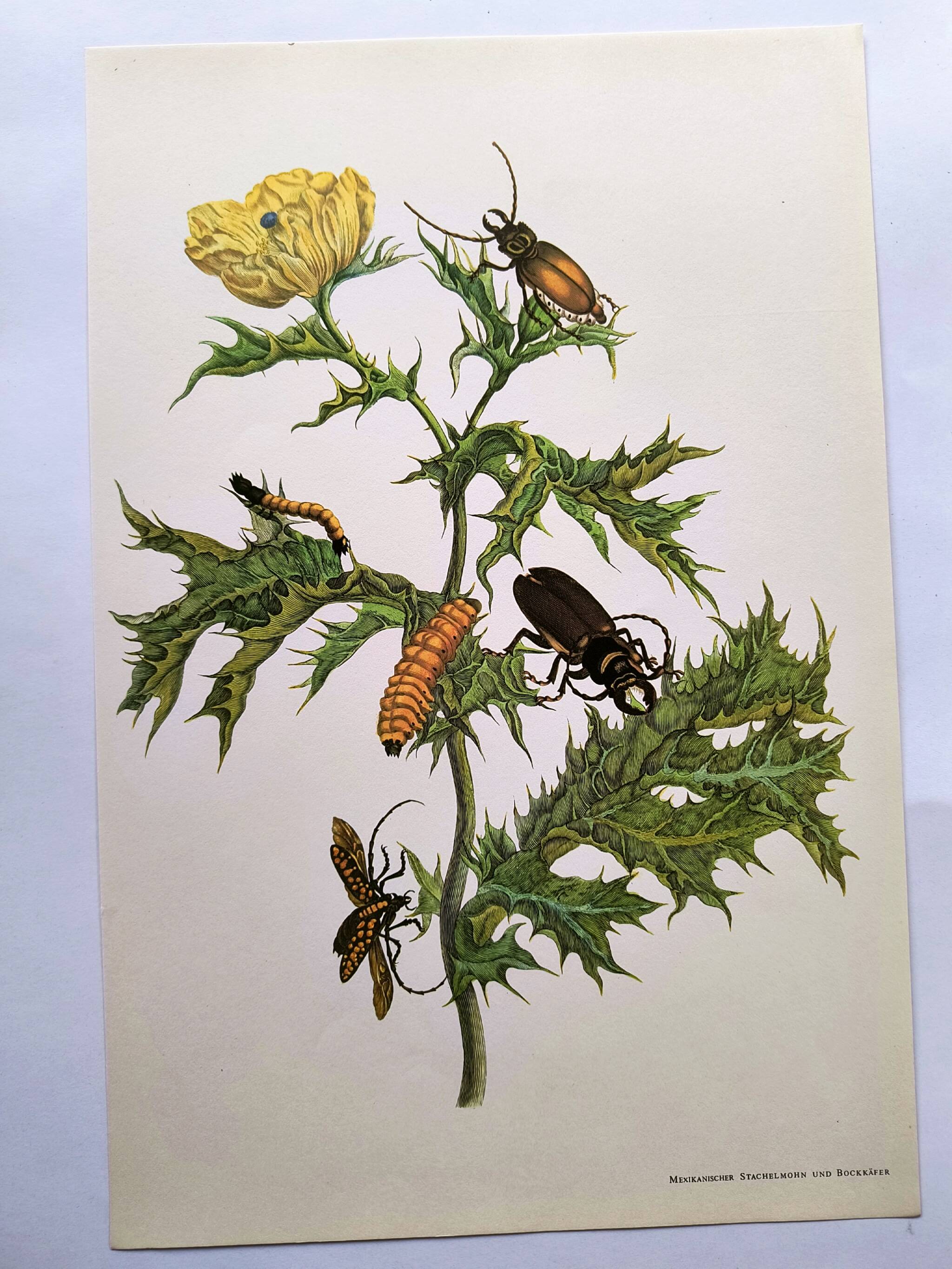 Merian Botanical Plate - Mexican Thorny Thistle - Ancient and Natural