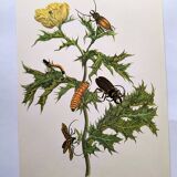 Merian Botanical Plate - Mexican Thorny Thistle - Ancient and Natural